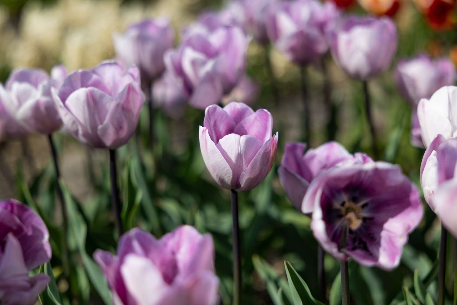 Tulipe 'Jacuzzi'